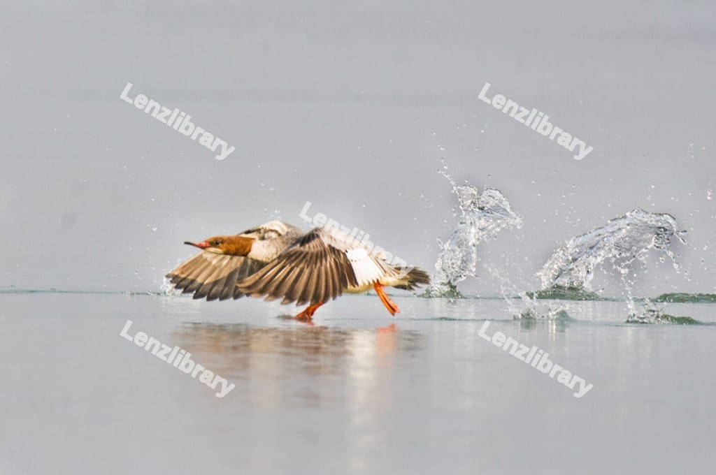 Red-brested Duck